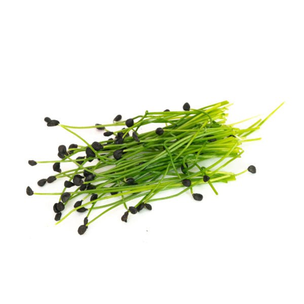 Mumm's Sprouting Seeds Garlic Chives - Indoor Farmer
