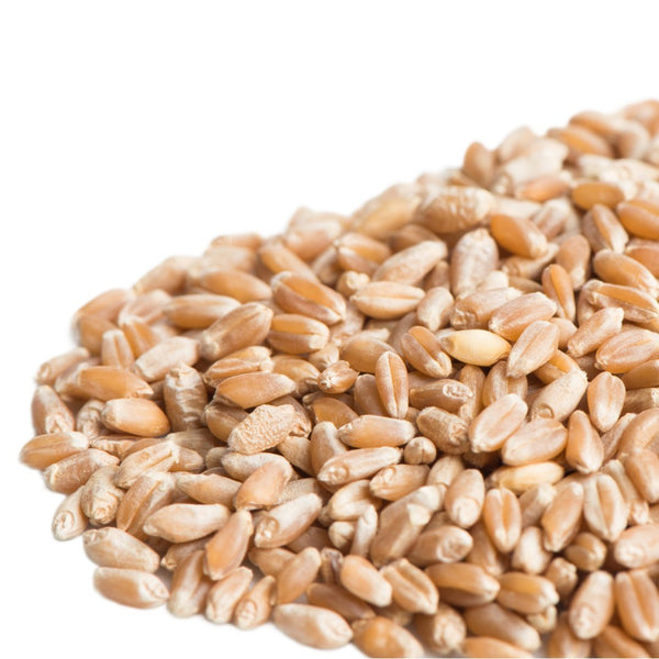 Mumm's Sprouting Seeds Hard Red Spring Wheat - Indoor Farmer
