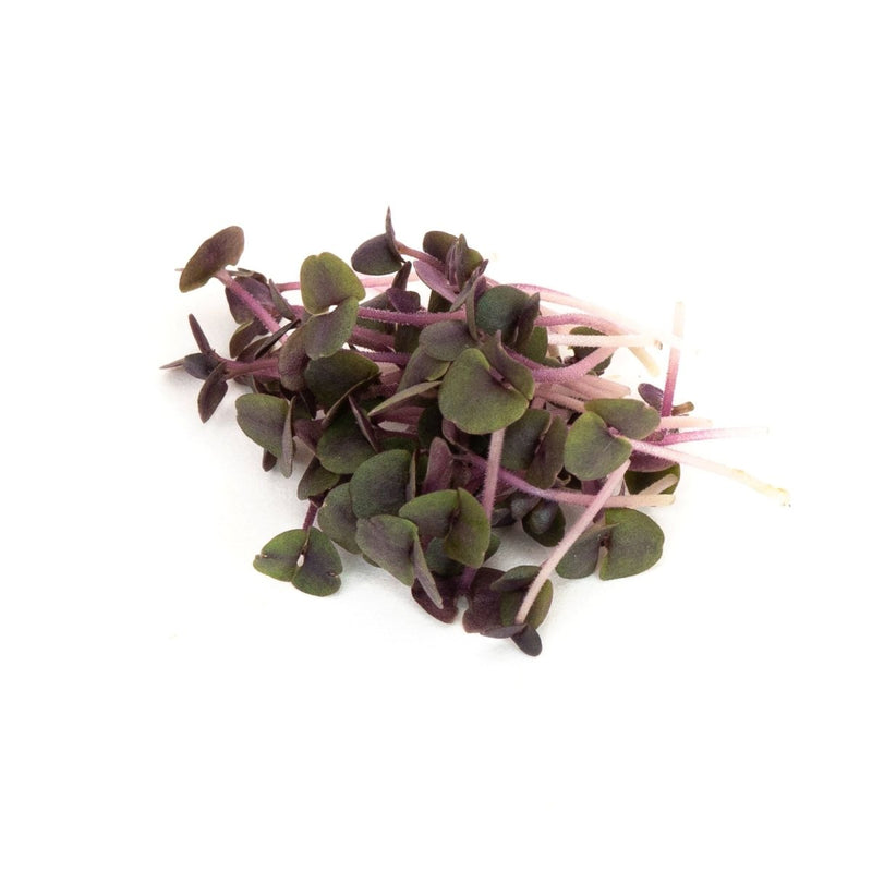 Mumm's Sprouting Seeds Purple Basil - Indoor Farmer