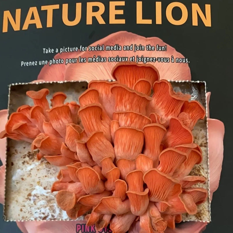 NatureLion Pink Oyster Mushroom Grow Kit - Indoor Farmer