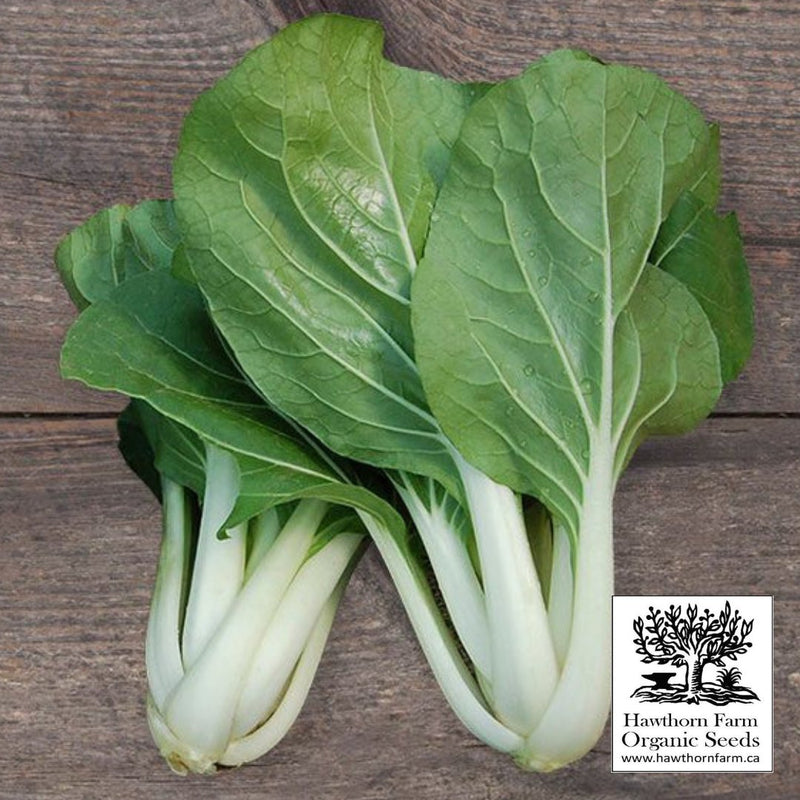 Pac Choi - White Stemmed Seeds - Indoor Farmer