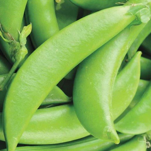 Peas - Sugar Ann Snap Pea Seeds - Indoor Farmer