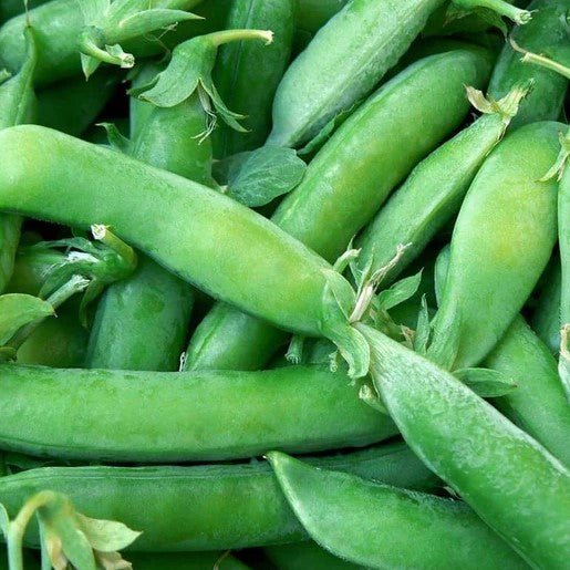 Peas - Super Sugar Snap Pea Seeds - Indoor Farmer