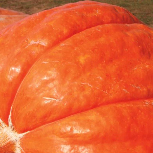 Pumpkin - Dill's Atlantic Giant Pumpkin Seeds 3g (Approx. 9 seeds) - Indoor Farmer