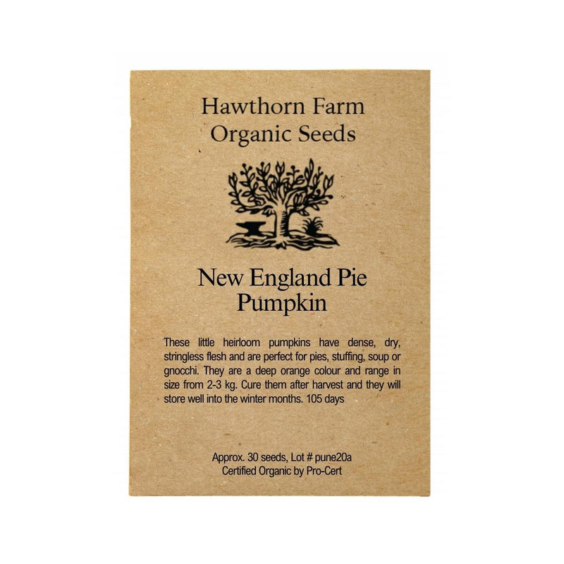 Pumpkin - New England Pie Seeds - Indoor Farmer