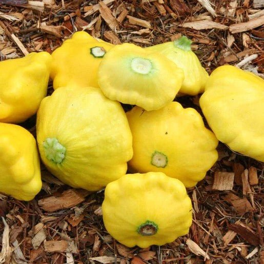 Squash - Sunburst Scallopini Seeds 2g (Approx 20 seeds) - Indoor Farmer