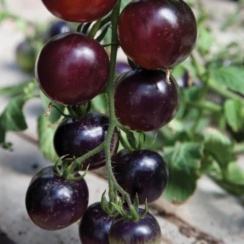 Tomatoes - Indigo Rose Organic Seeds - Indoor Farmer