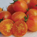 Tomatoes - Sunrise Bumble Bee Organic Tomato Seeds 10 seeds - Indoor Farmer