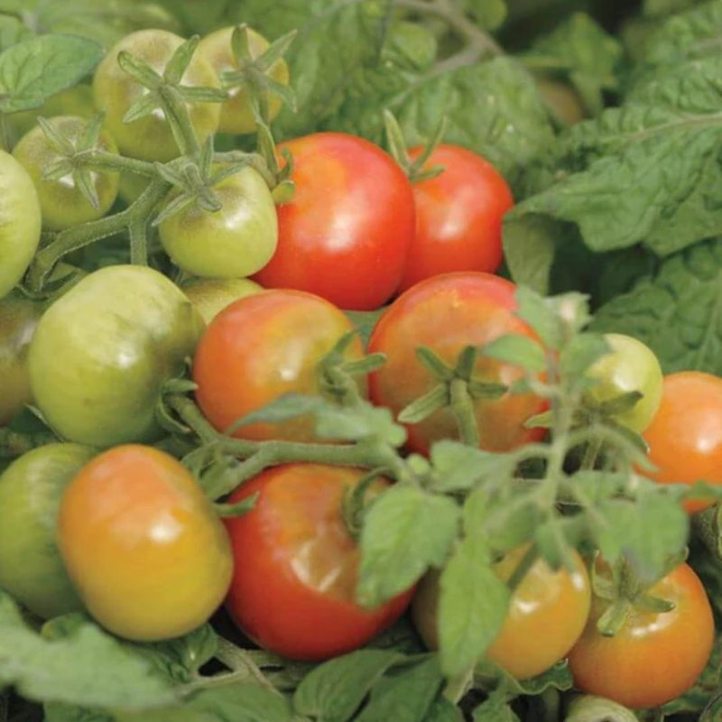 Tomatoes - Tiny Tim Cherry Tomato Seeds - Indoor Farmer